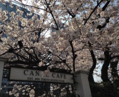 神楽坂エリアのカフェ（カナルカフェ）桜
